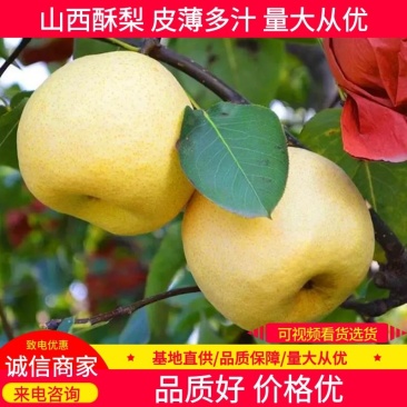 【山西酥梨】现摘现发入口化渣水分充足对接各大市场