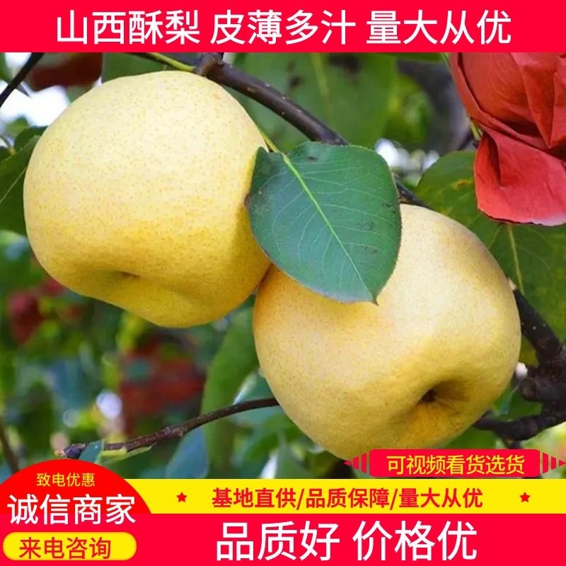 【山西酥梨】现摘现发入口化渣水分充足对接各大市场