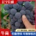 辽宁锦州精品巨峰葡萄产地直发量大从优欢迎随时咨询