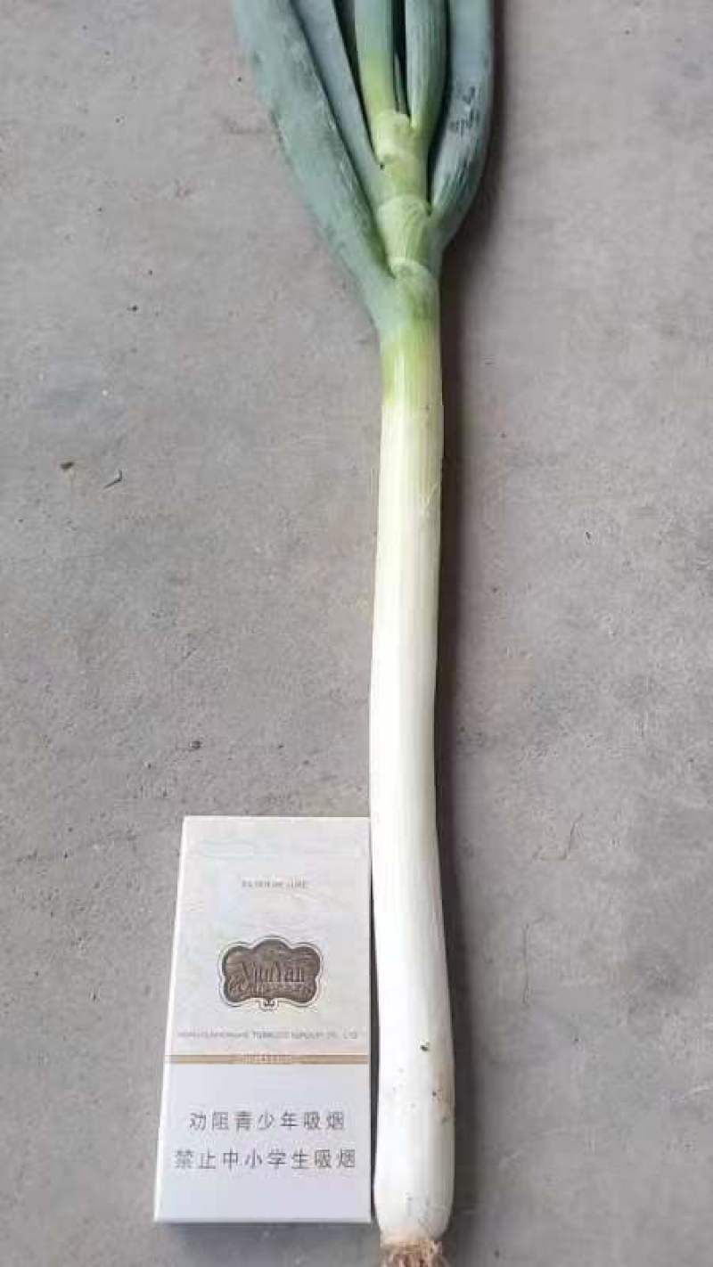 【精品】山西忻州大葱一件代发电商微商快递包邮