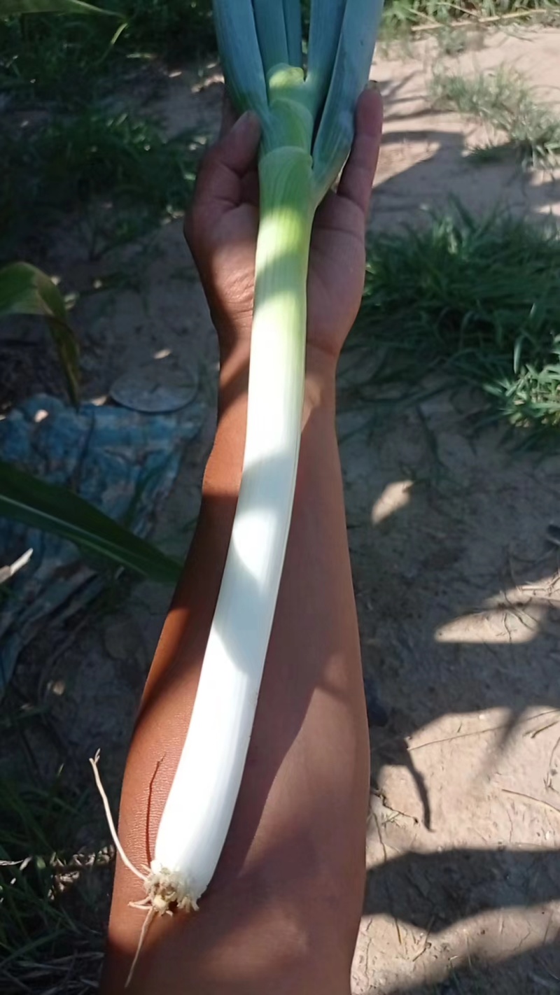 【精品】山西忻州大葱一件代发电商微商快递包邮
