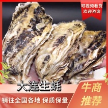 【精品】大连生蚝新鲜生蚝个大饱满现捕现发全国发货