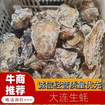 【生蚝】大连生蚝货源稳定水产海蛎子产地直发销往全国