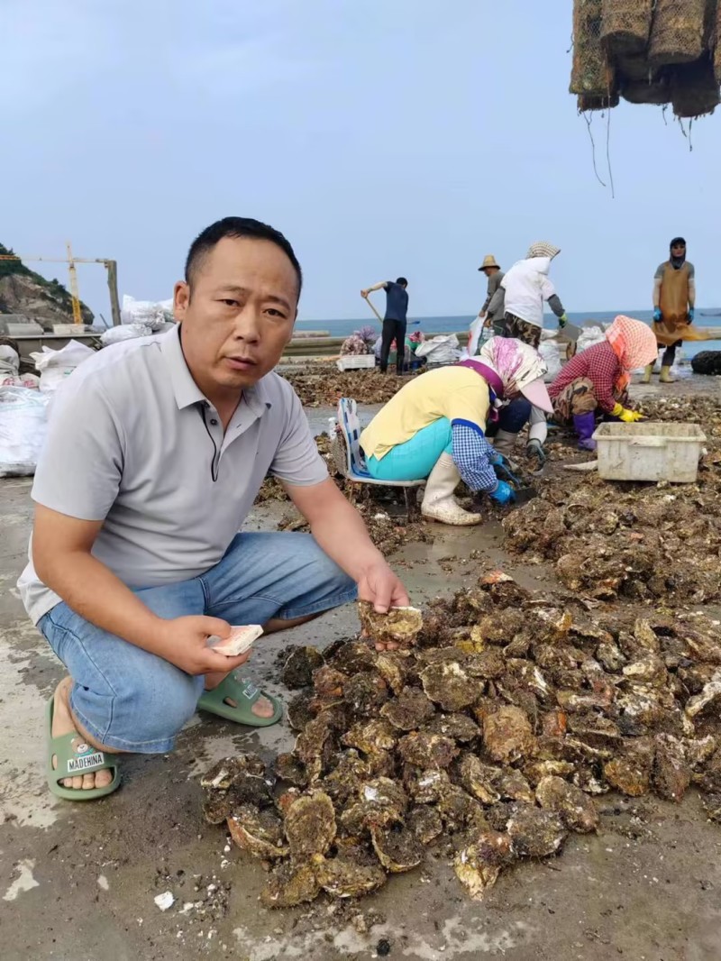 【生蚝】大连生蚝货源稳定水产海蛎子产地直发销往全国