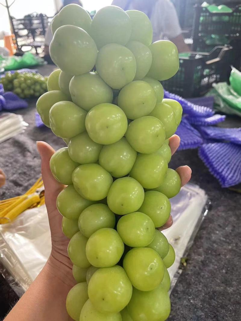 阳光玫瑰渭南精品阳光玫瑰上市量大价优实地考察一条龙服务