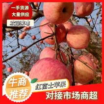 【热卖苹果】红富士苹果山东产地纸袋装一手货源保质保量电联