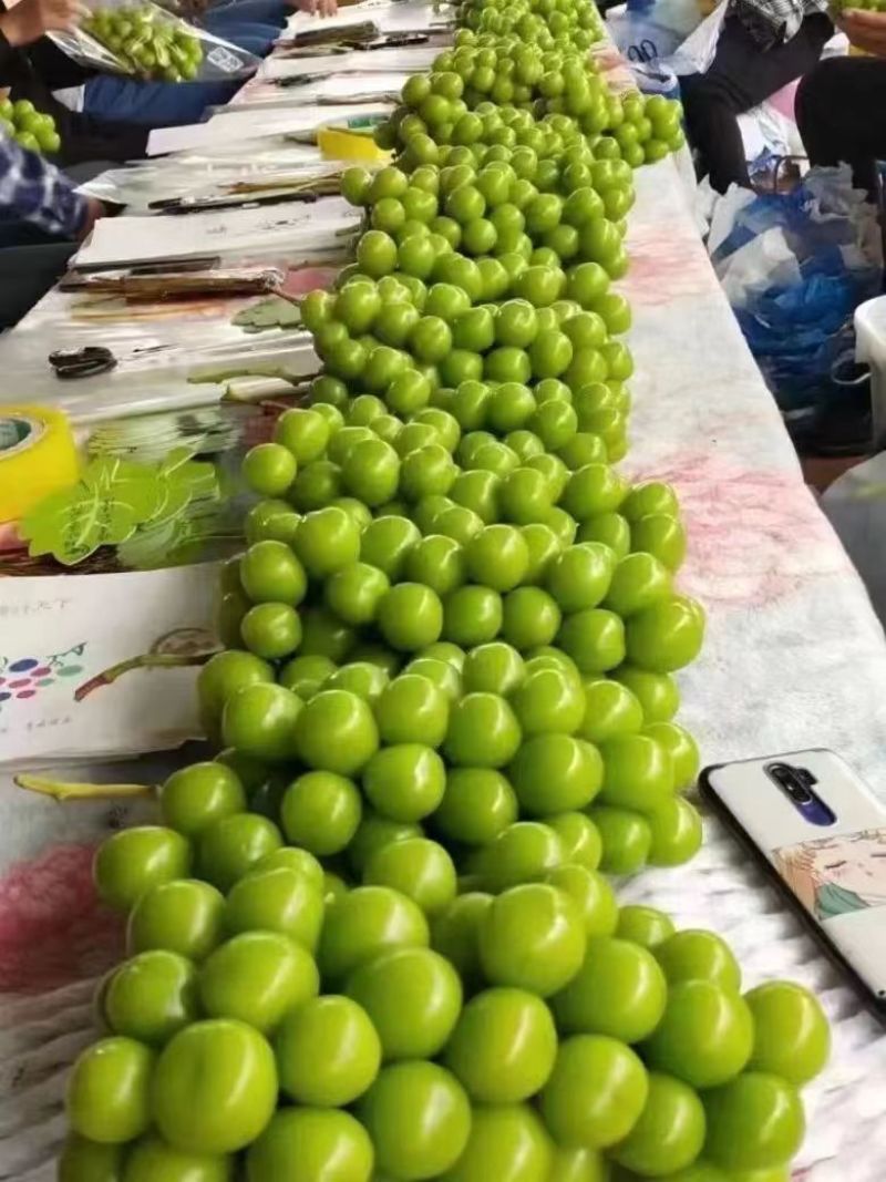 阳光玫瑰渭南精品阳光玫瑰上市量大价优实地考察一条龙服务