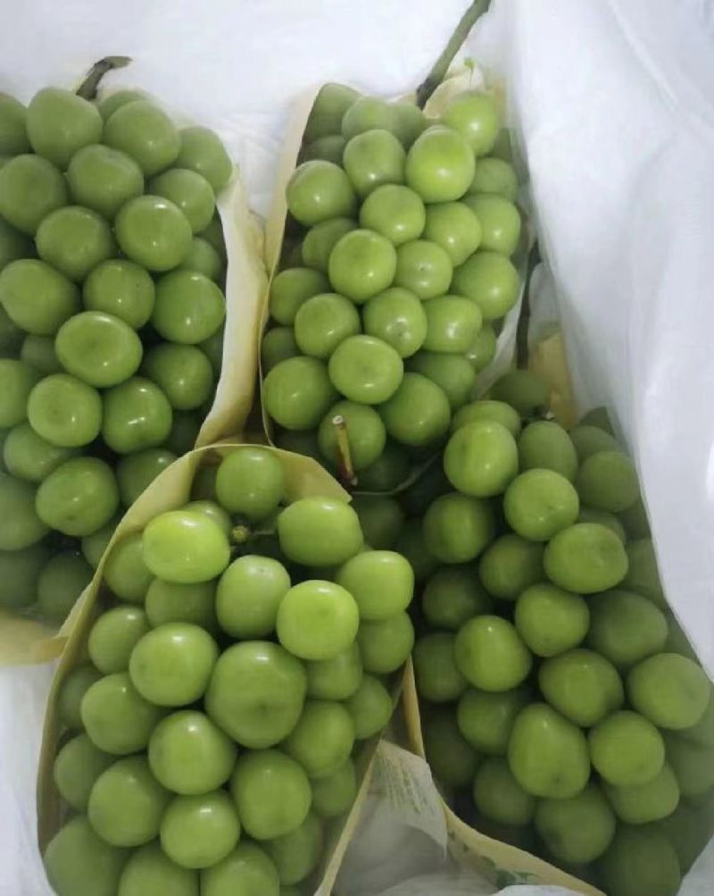 阳光玫瑰渭南精品阳光玫瑰上市量大价优实地考察一条龙服务