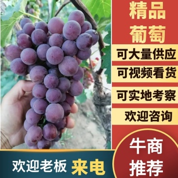 乐亭县陆地巨峰葡萄开始上市中，口感香甜，单果粒重