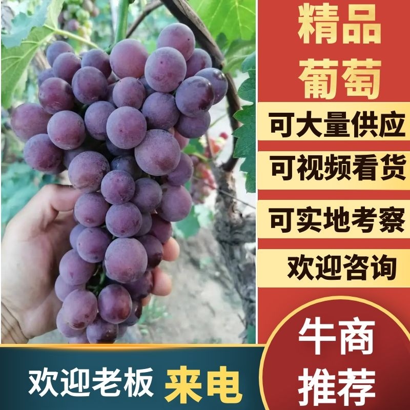 乐亭县陆地巨峰葡萄开始上市中，口感香甜，单果粒重