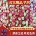 【精品】美八苹果质量保证价格优惠欢迎咨询合作