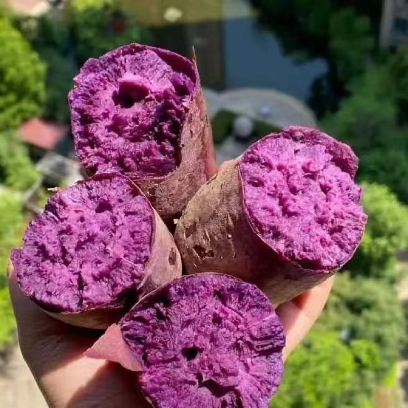 紫薯宜城紫薯紫罗兰红薯电商货市场货批发全国
