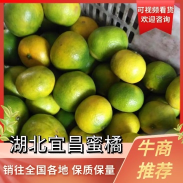 品质蜜橘叶桔大量上市中对接电商超市批发商一手货源量大从优