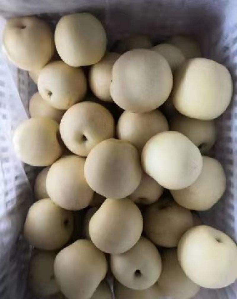 白皮皇冠梨河北赵县梨大量上市产地直发欢迎来电