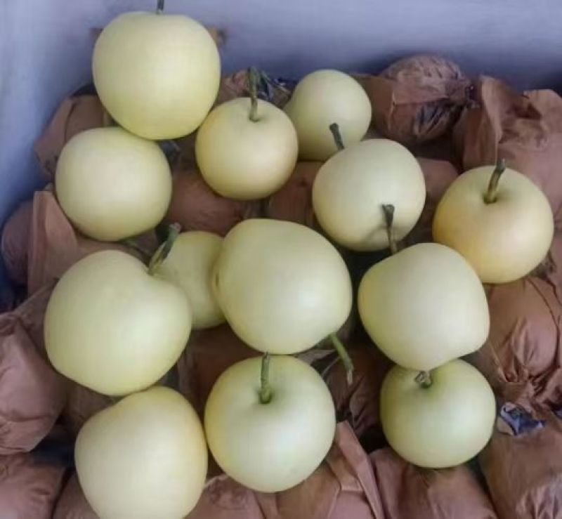 白皮皇冠梨河北赵县梨大量上市产地直发欢迎来电