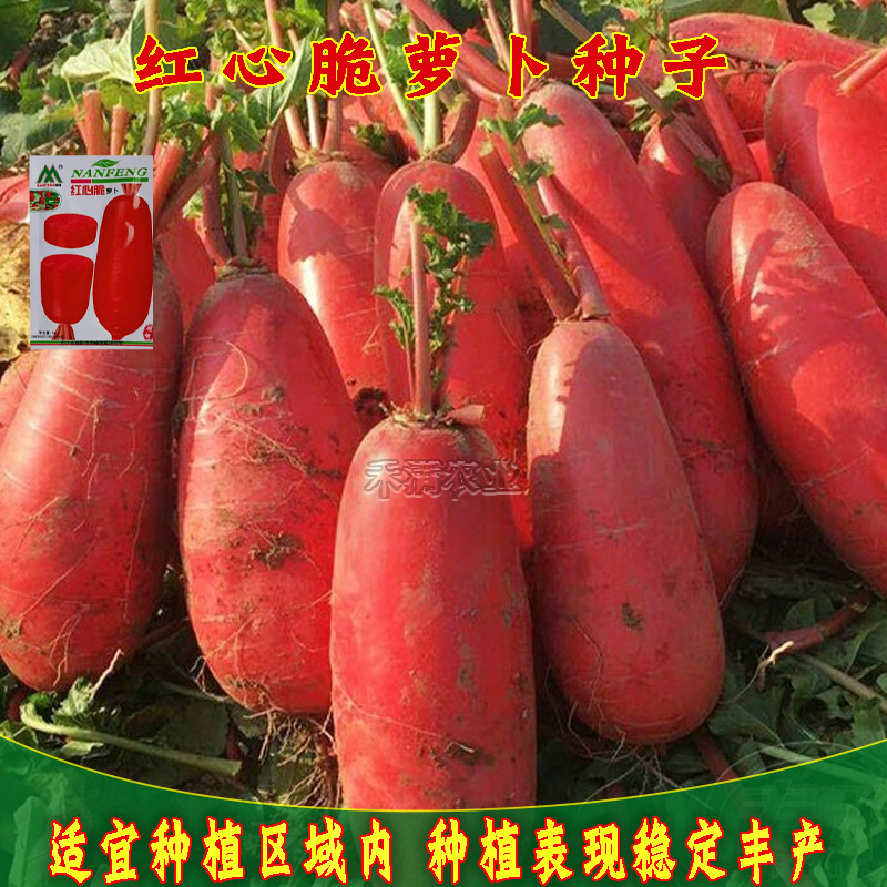红皮红心红萝卜种籽子老品种红萝卜种子本地萝卜种子