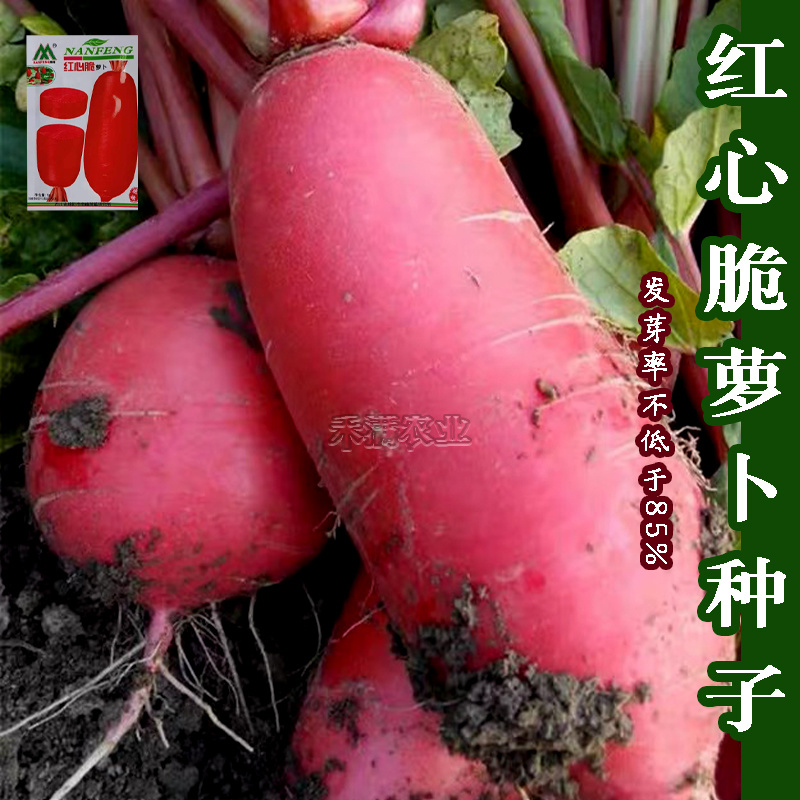 红皮红心红萝卜种籽子老品种红萝卜种子本地萝卜种子