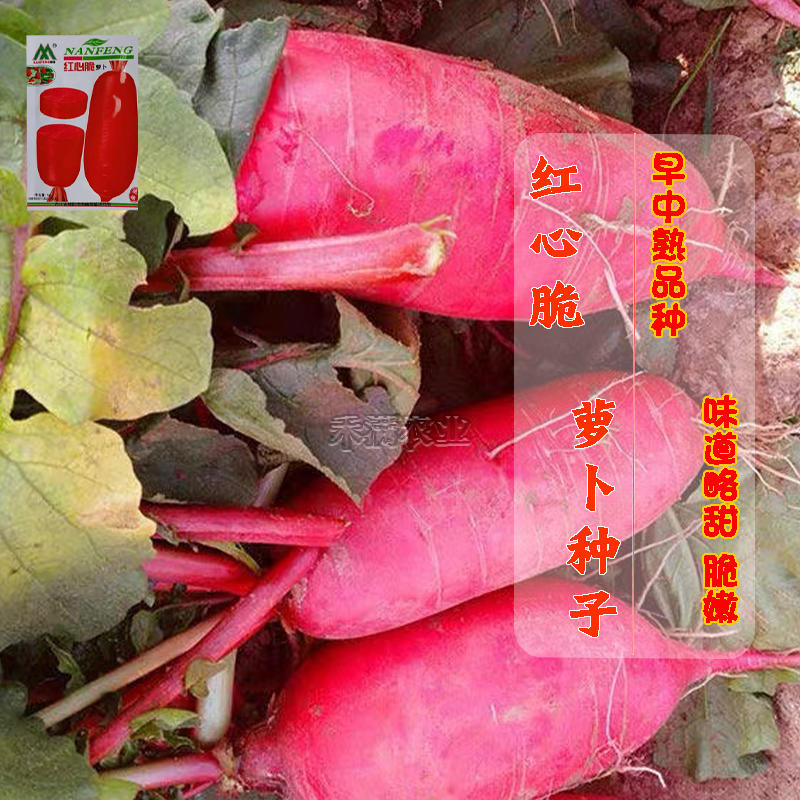 红皮红心红萝卜种籽子老品种红萝卜种子本地萝卜种子