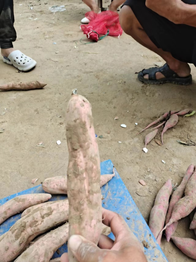 【大量上市】河北哈密红薯河北白红薯纯甜无丝一手货源欢迎咨询