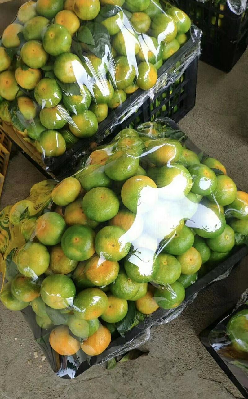 四川蜜橘精品特早蜜橘产地一手货源量大从优果园直订