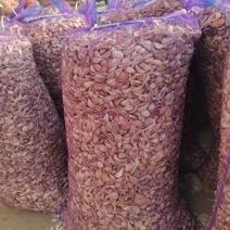 大蒜种子金乡大蒜种子颗粒饱满量大从优包成活发芽率高