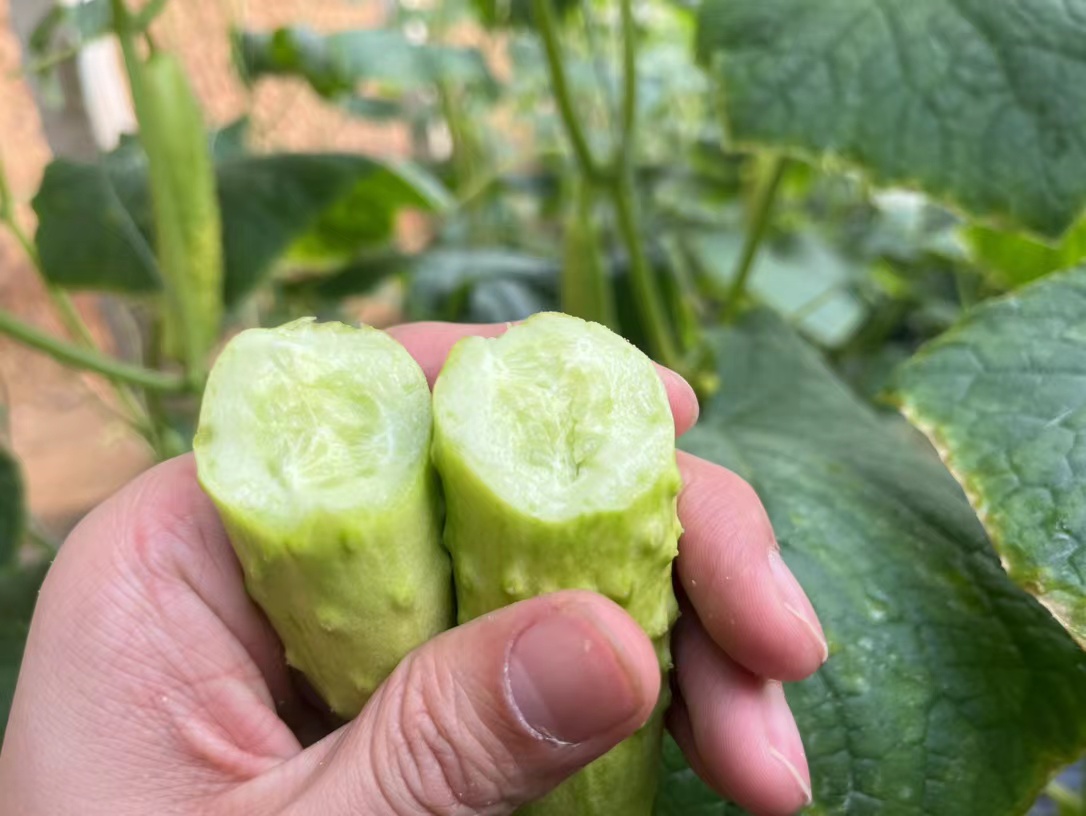 黄瓜白瓤与绿瓤对比图