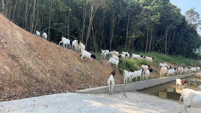 江西带胎波尔山羊羊羔品质优先假一赔十优质商家