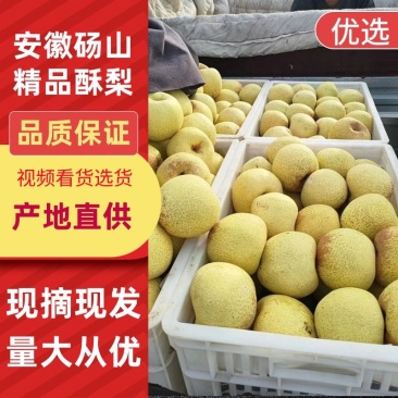 砀山酥梨大量上市中果面干净脆甜多汁品质高价格优