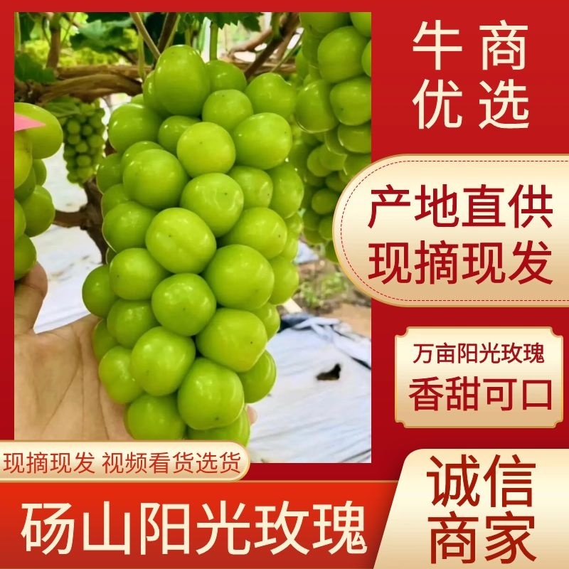 阳光玫瑰安徽砀山阳光玫瑰大量供应颗粒饱满香甜可口