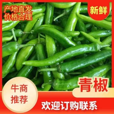 【牛商推荐】精品万亩青椒，产地直供基地种植诚信经营欢迎