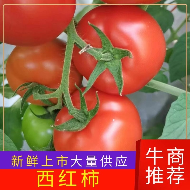 【硬粉西红柿】湖北长阳冷棚精品硬粉西红柿，大量上市