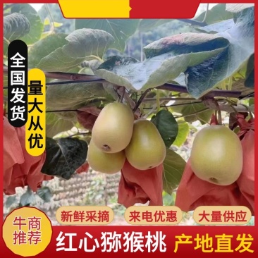 精品苍溪红心猕猴桃产地直发价格真实欢迎选购