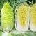 金童娃娃菜种子叶片薄无毛结球紧耐热耐湿容易种植优质良种