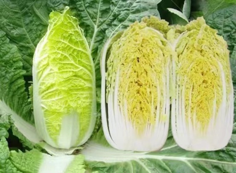 金童娃娃菜种子叶片薄无毛结球紧耐热耐湿容易种植优质良种