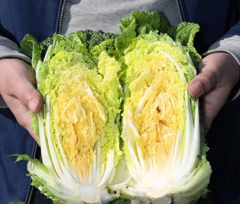 金童娃娃菜种子叶片薄无毛结球紧耐热耐湿容易种植优质良种