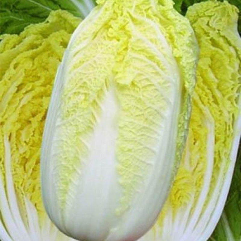 金童娃娃菜种子叶片薄无毛结球紧耐热耐湿容易种植优质良种