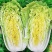 金童娃娃菜种子叶片薄无毛结球紧耐热耐湿容易种植优质良种