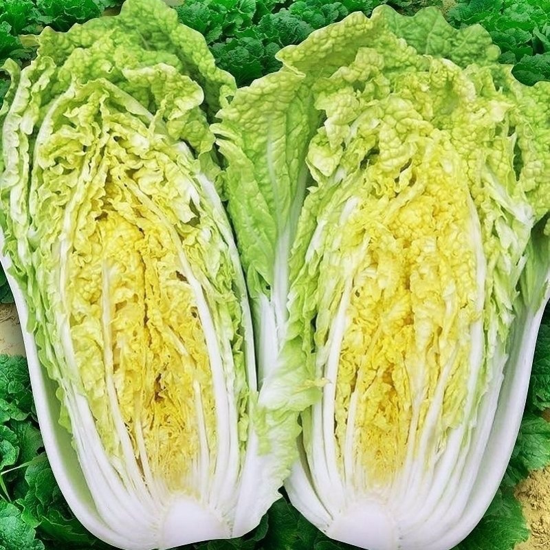 金童娃娃菜种子叶片薄无毛结球紧耐热耐湿容易种植优质良种