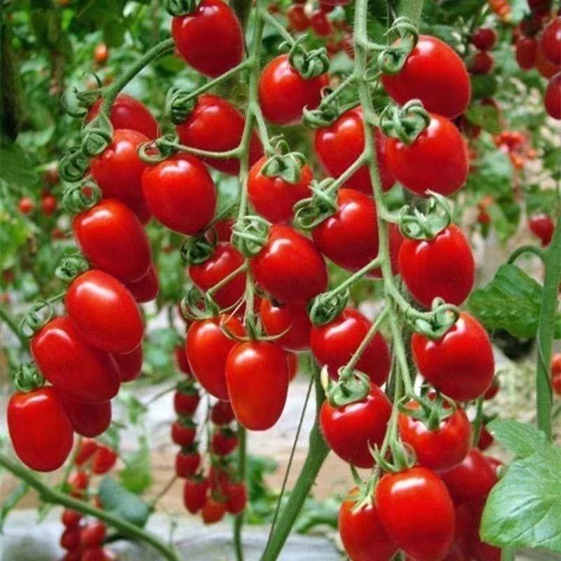 瀑布小番茄水果番种子果型美观含糖高果皮薄口感酸甜优质良种