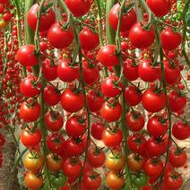 瀑布小番茄水果番种子果型美观含糖高果皮薄口感酸甜优质良种