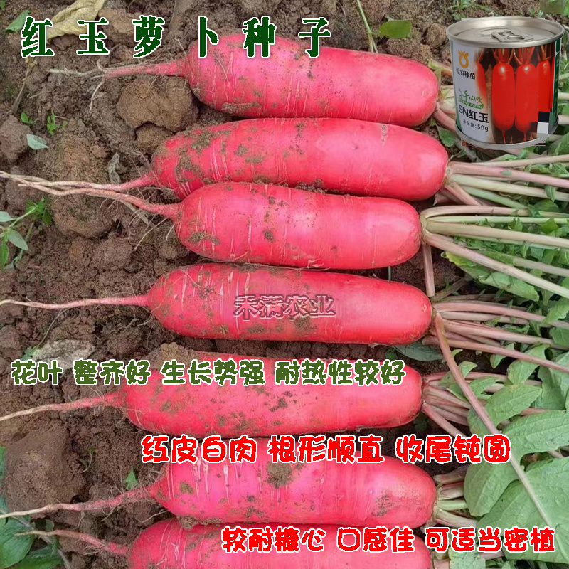 世农高端红玉红萝卜种子红皮白肉萝卜种籽红皮白心萝卜种子