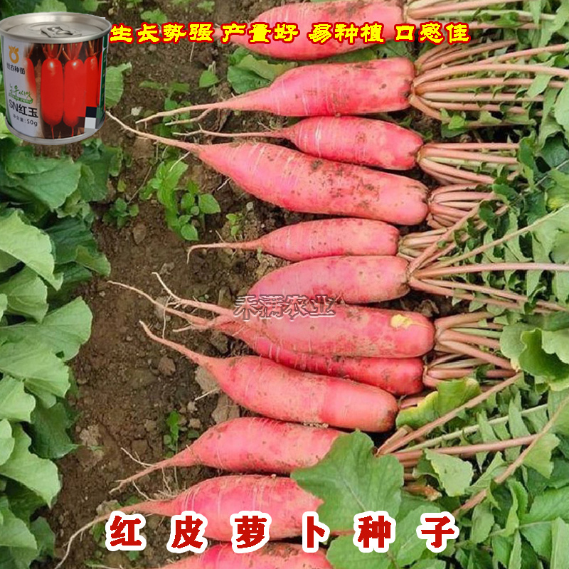 世农高端红玉红萝卜种子红皮白肉萝卜种籽红皮白心萝卜种子