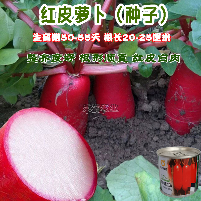 世农高端红玉红萝卜种子红皮白肉萝卜种籽红皮白心萝卜种子