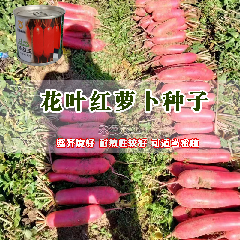 世农高端红玉红萝卜种子红皮白肉萝卜种籽红皮白心萝卜种子