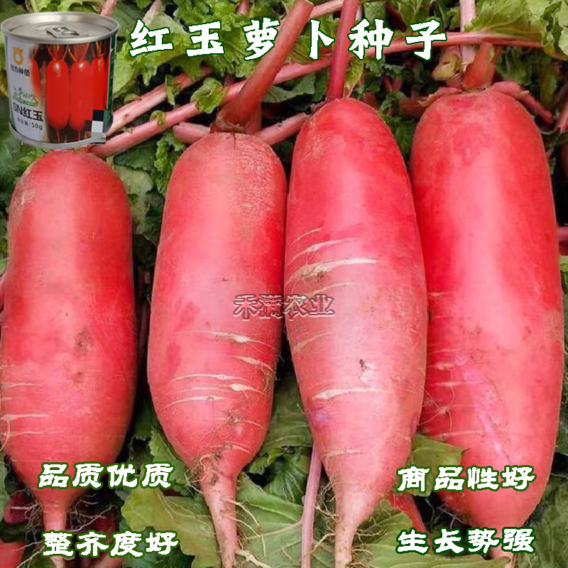 世农高端红玉红萝卜种子红皮白肉萝卜种籽红皮白心萝卜种子