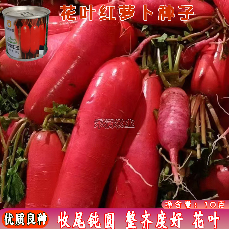 世农高端红玉红萝卜种子红皮白肉萝卜种籽红皮白心萝卜种子