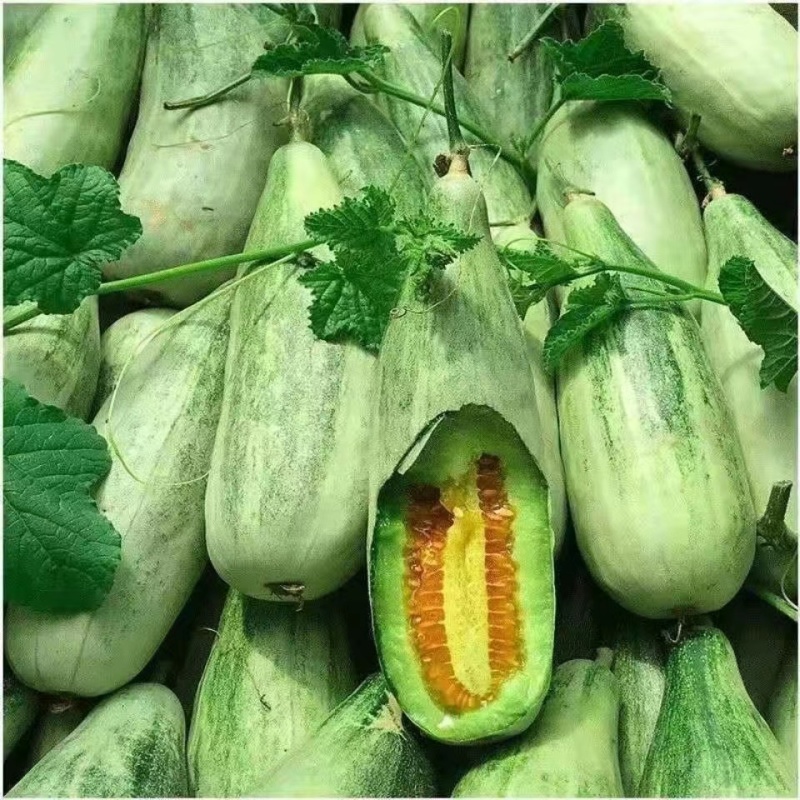 羊角蜜甜瓜种子肉厚多汁含糖量高酥脆可口适应性广