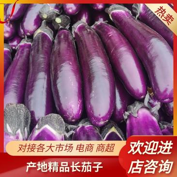 【真实报价】紫长茄，直发一手货源，保质保量欢迎咨询
