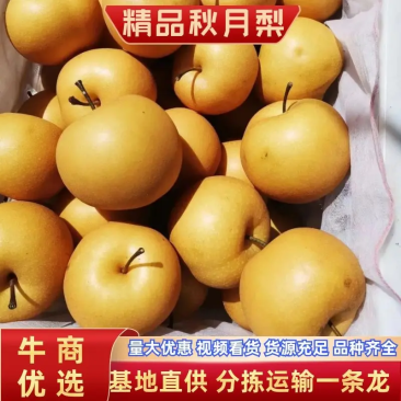 秋月梨大量上市，高糖度，果肉细腻无渣，代发全国市场商超