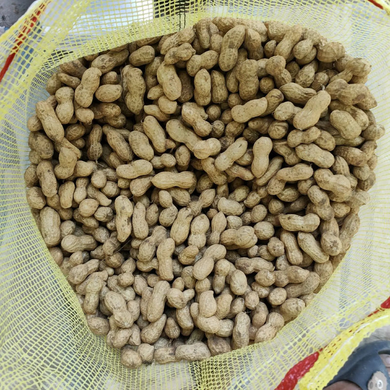 河南，开封通许精品鲜花生白沙花生大量上市牛商